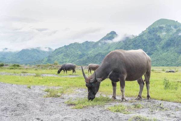 otlak standında manda