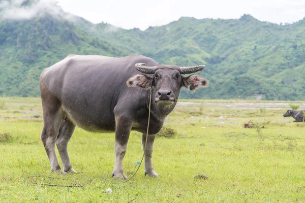 otlak standında manda