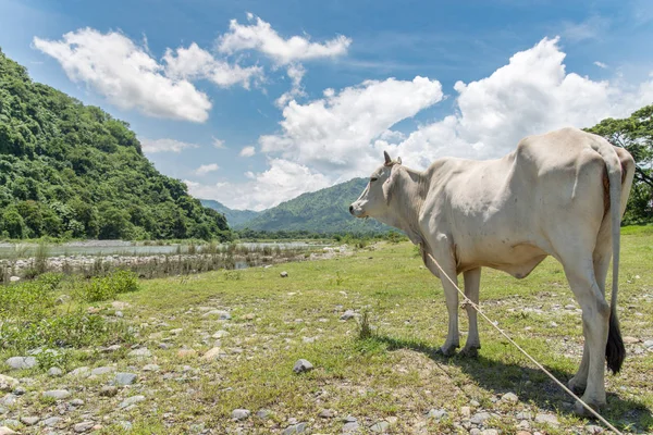 Valley beyaz sığır