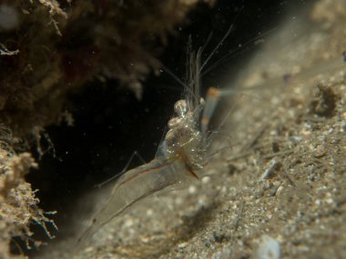 kum üzerinde şeffaf karides