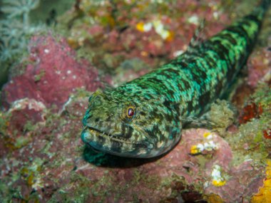 tropikal mercan üzerinde