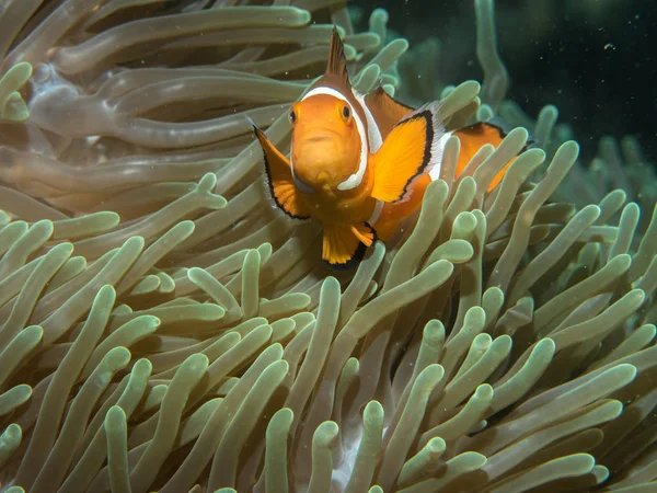 Anémona con anémona bajo el agua — Foto de Stock