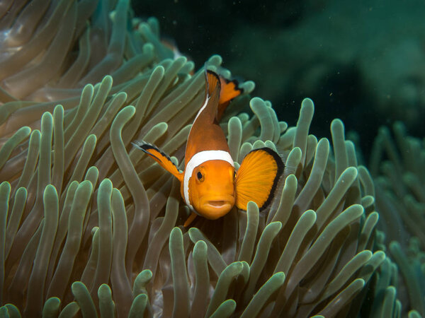 Anemonefish with anemone under water