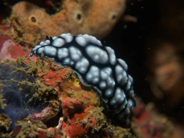 Nudibranquio en el coral — Foto de Stock