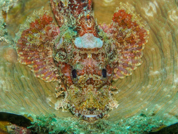 Poisson scorpion sur le corail — Photo