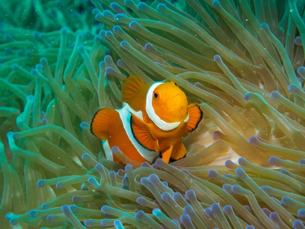 Anémona con anémona bajo el agua — Foto de Stock