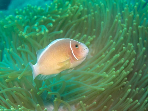 Anemonefish z anemone pod wodą — Zdjęcie stockowe