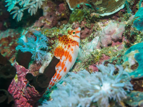 サンゴの熱帯 — ストック写真