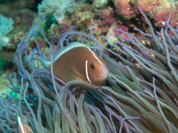 Anemonfish with anemone under water — стоковое фото