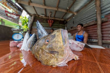 Eyl 20, Basco, Batanes Mart'ta 2017 balık