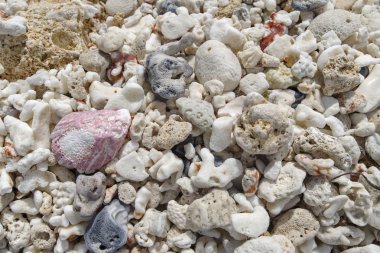 deniz kabuğu ve mercan sahilde