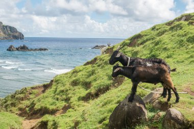 Keçi Batan Adası, Batanes tepede