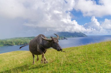 Marlboro Hills Batan Adası, Batanes