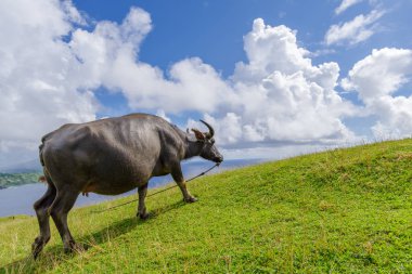Marlboro Hills Batan Adası, Batanes