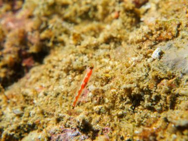 Mercan kaya balığı balık