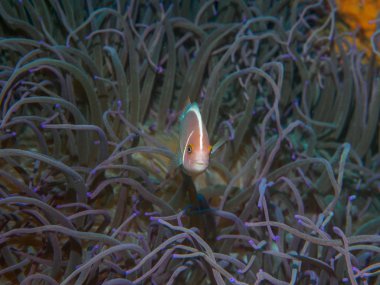 Yüzme anemone balıklar, su altı