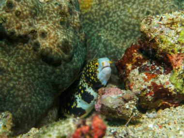 Bir deliğe bir sarı kurdele ell