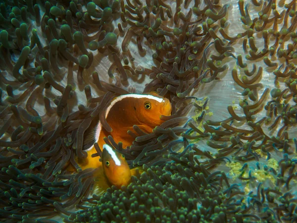 Анемоны плавают под водой — стоковое фото
