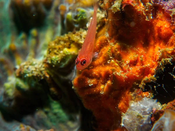 Pesce di Goby sul Corallo — Foto Stock
