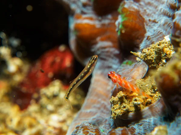 Goby fish on the coral — Stock Photo, Image