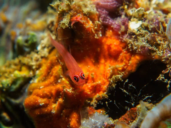 Pez gobio en el Coral — Foto de Stock