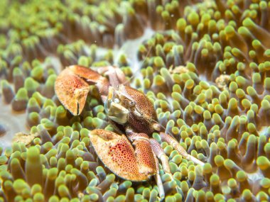 Bir anemone ile yaşayan bir yengeç