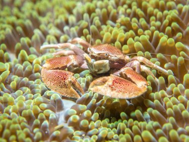 Bir anemone ile yaşayan bir yengeç