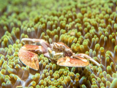 Bir anemone ile yaşayan bir yengeç