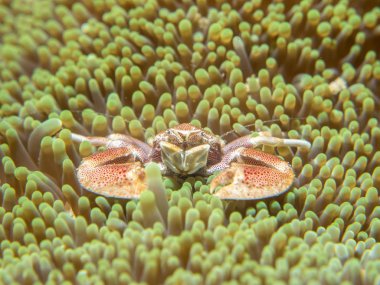 Bir anemone ile yaşayan bir yengeç