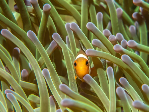Pesce anemone con anemone marino — Foto Stock