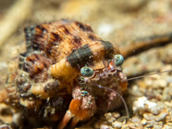 Hermit crab on the sand — Stock Photo, Image