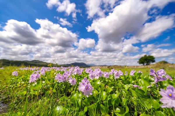 beautiful flower and sky in Mt.Pinatubo