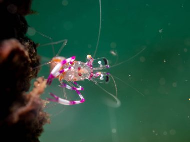 Ortak (cam) karides Anemone adlı