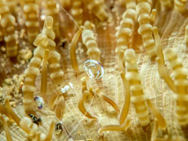 Anemon, Anilao karides