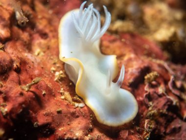 Mercan Anilao üzerinde omurgasızını