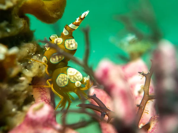 Squat shrimp at underwater — Stock Photo, Image