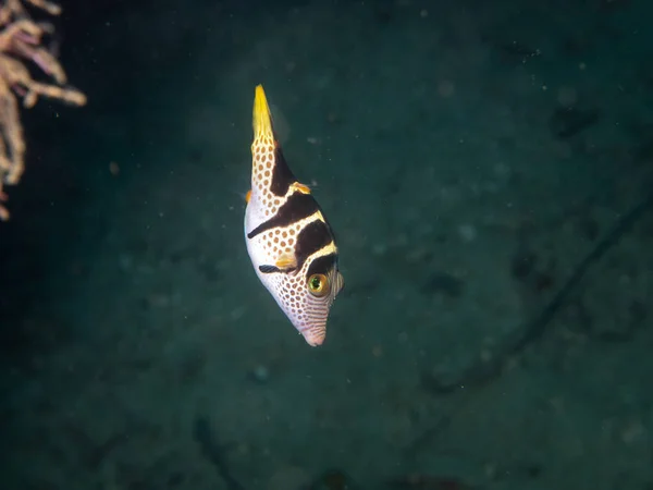 Small blowfish swimming underwater — Stock Photo, Image