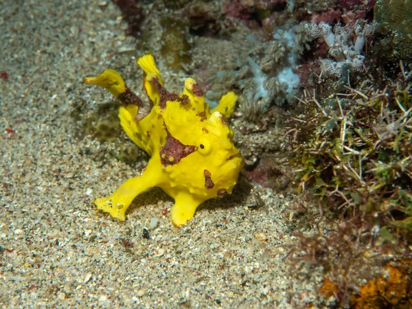 Gele Warty frogfish (Clown frogfish) — Stockfoto