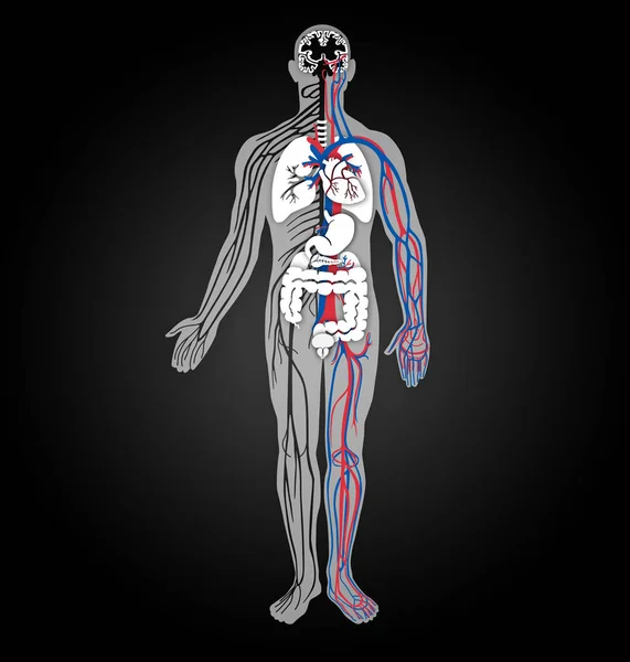 Human anatomy. Nervous System. Cardiovascular system. Organs. Black background.
