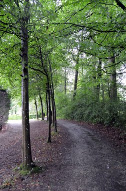 ormandaki taşlı yolu.