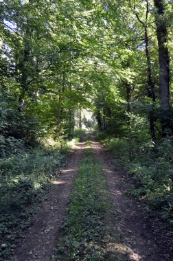 ormandaki taşlı yolu.
