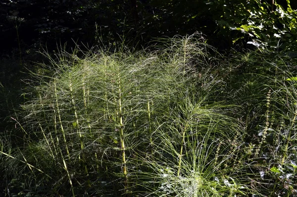 Several very green ferns. — Stock Photo, Image