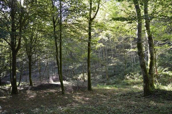 Sous le bois et les arbres avec un sentier . — Photo