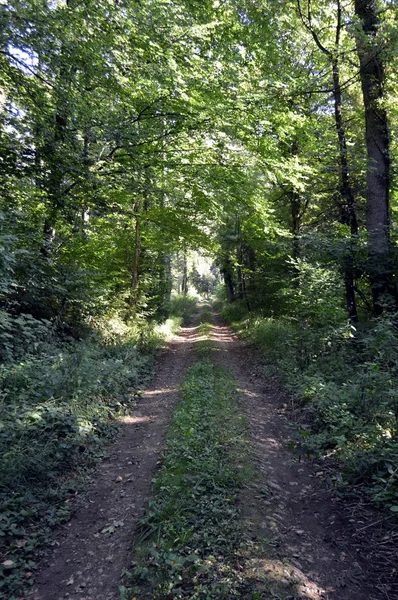 ormandaki taşlı yolu.