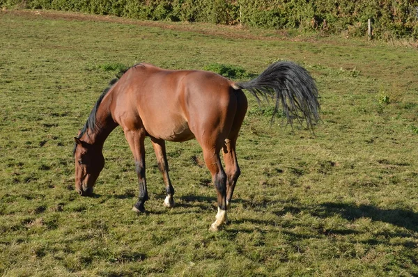 Конь коричневого цвета . — стоковое фото