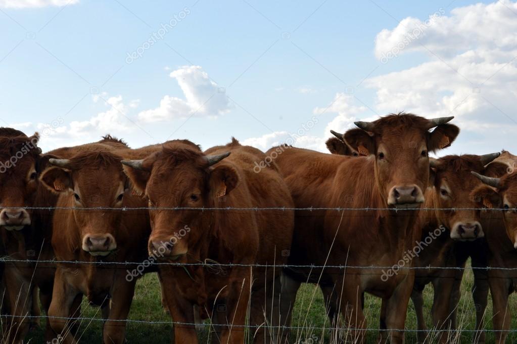 Several cows of brown color.