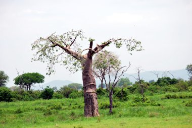 Savana içinde izole baobab