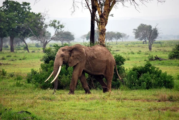 Elefante isolado na savana — Fotografia de Stock