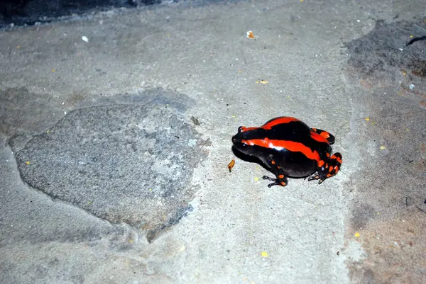 Um sapo preto e vermelho — Fotografia de Stock