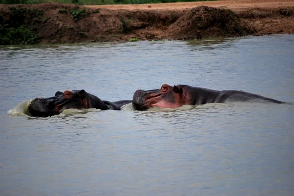 Dos hipopótamos en el agua — Foto de Stock